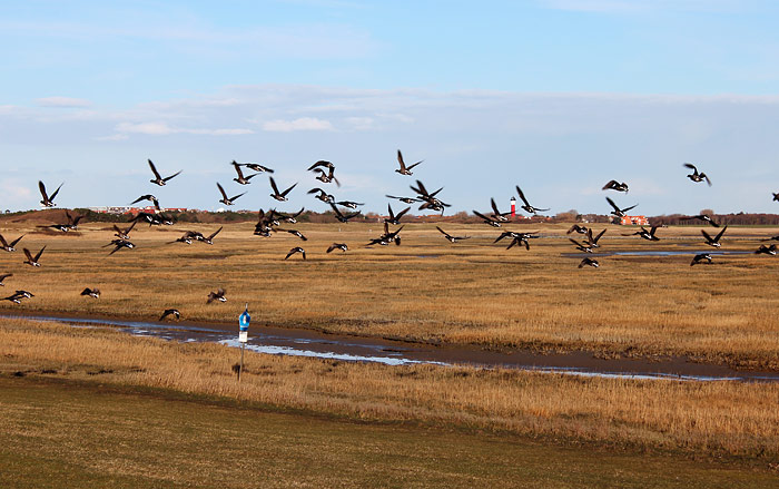 Ringelg&auml;nse am Deich