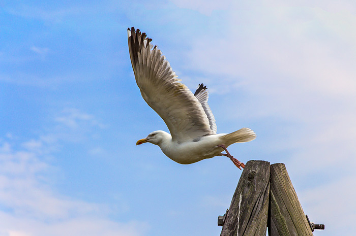 M&ouml;we beim Abflug
