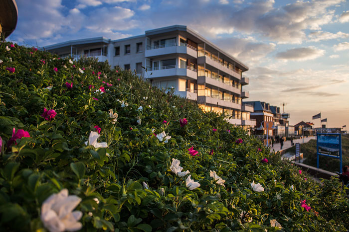 Kartoffelrosen auf dem Dünenbakenhügel