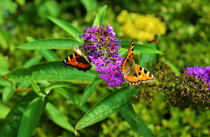 Schmetterlingsbesuch