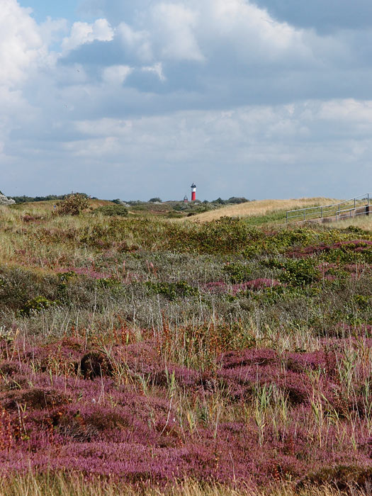 Heidedünen am Deich