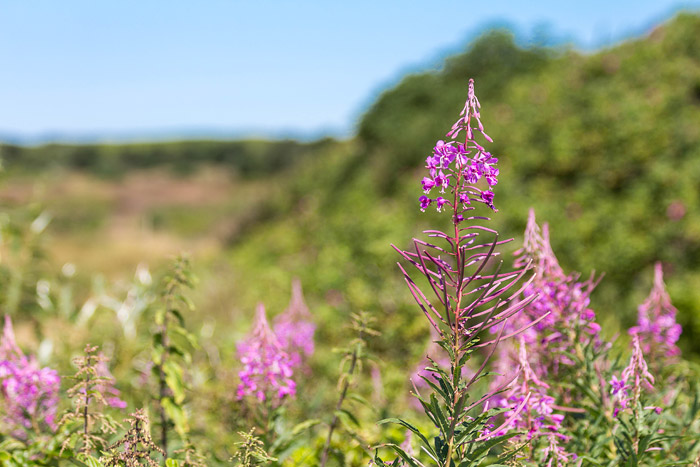 Schmalbl&auml;ttriges Weidenr&ouml;schen