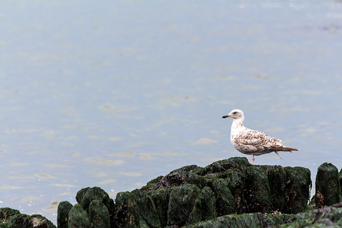 Junge M&ouml;we am Westende