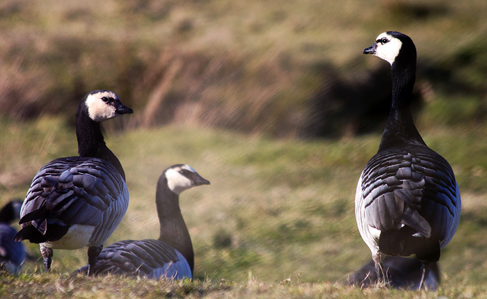 G&auml;nse im Westinnengroden