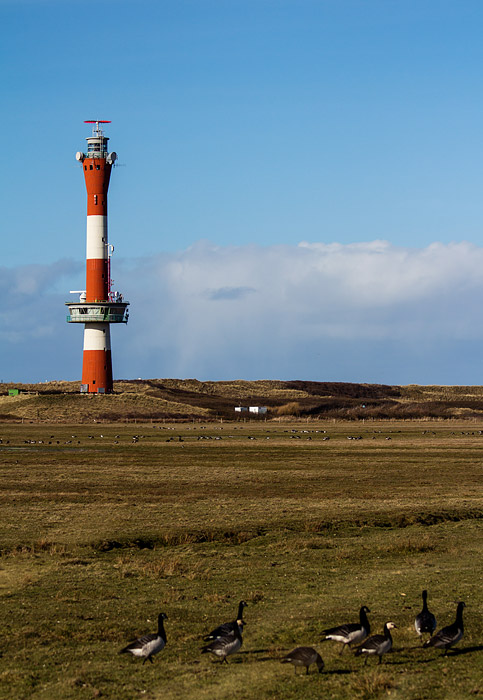 G&auml;nse im Westinnengroden