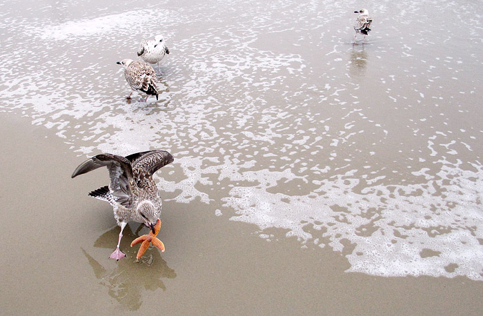 Jungm&ouml;wen am Strand