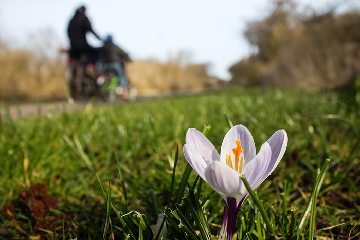 Krokus an der Stra&szlig;e zum Osten