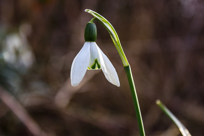 Schneeglöckchen