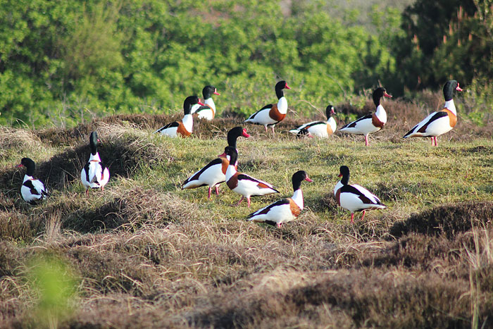 Brandg&auml;nse in den Heided&uuml;nen
