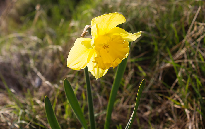 Narzisse am Deichaufgang Reitstall