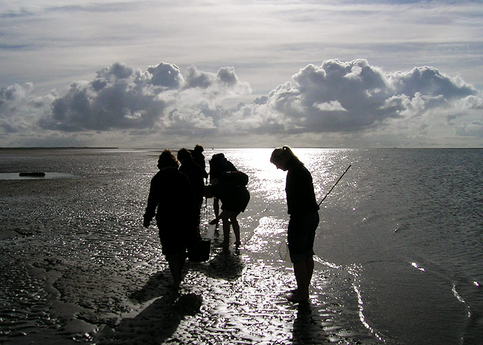 Morgendliche Wattwanderung