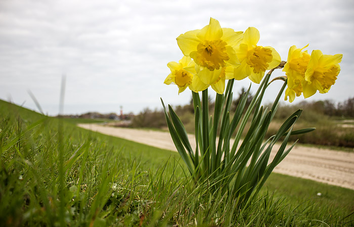 Narzissen am Ostgrodendeich