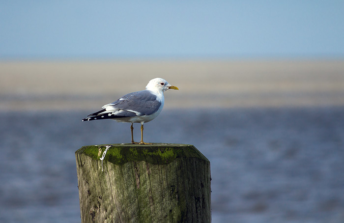 Heringsm&ouml;we am Anleger