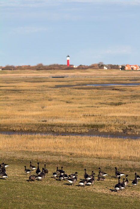 Ringelgänse am Deich