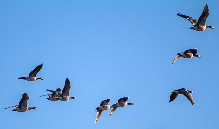 Wei&szlig;wangeng&auml;nse im Flug