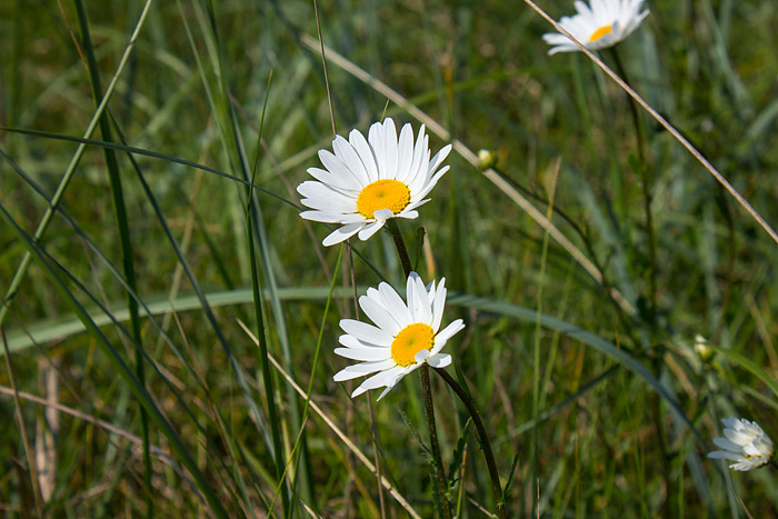Margeriten in den Nordd&uuml;nen