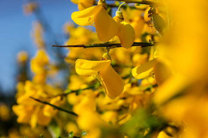 Bl&uuml;ten des Ginster