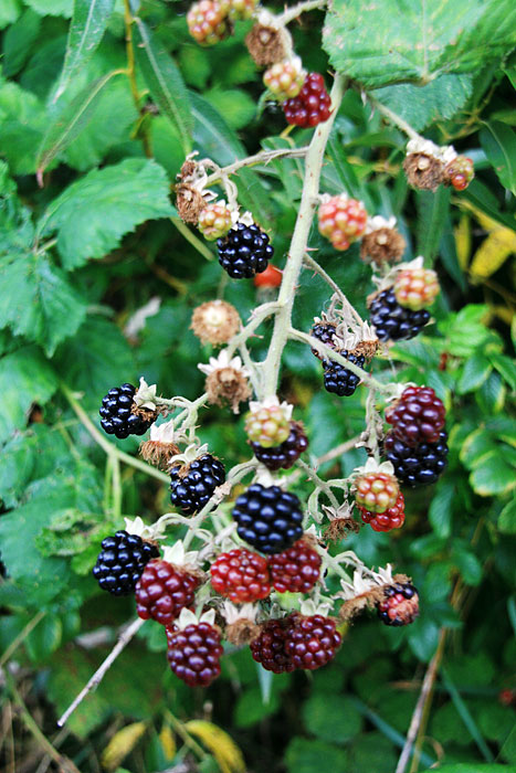 Brombeeren