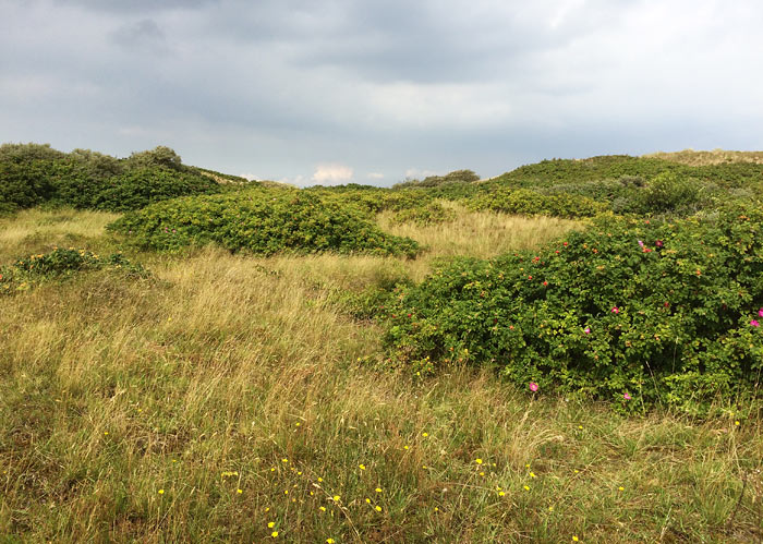 D&uuml;nenlandschaft im Osten