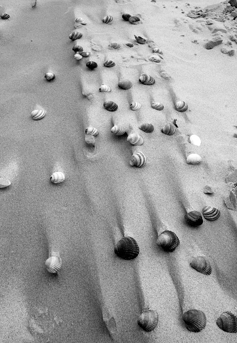 Muscheln