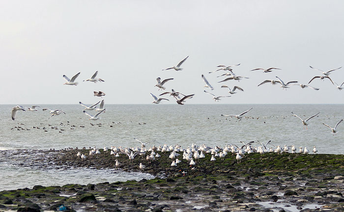 M&ouml;wen auf der Buhne
