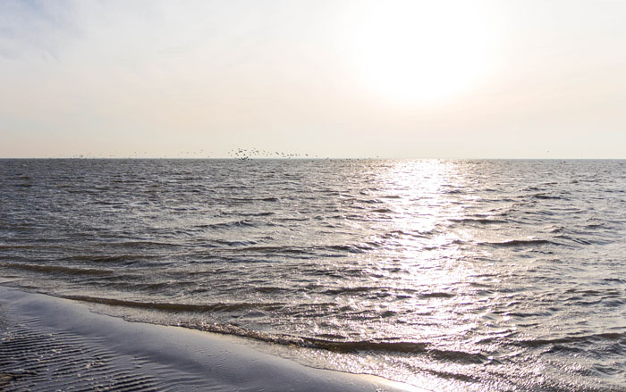 Telegraphenbalje im Gegenlicht