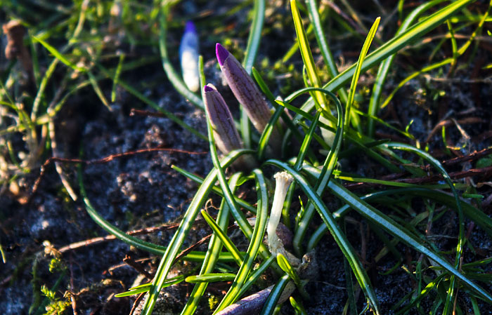 Krokusse im Rosengarten