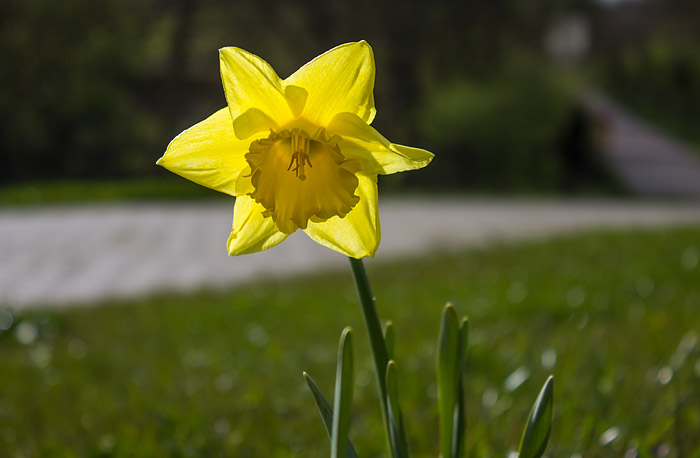 Gelbe Narzisse