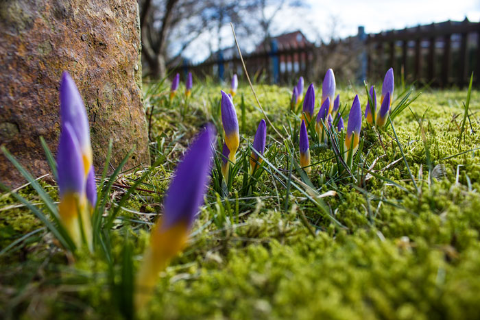 Sieber-Krokusse