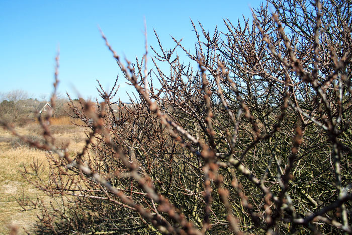 Sanddorn-Busch im Fr&uuml;hjahr