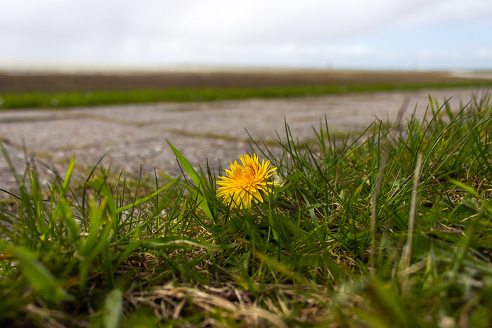 L&ouml;wenzahn auf dem Ostgrodendeich
