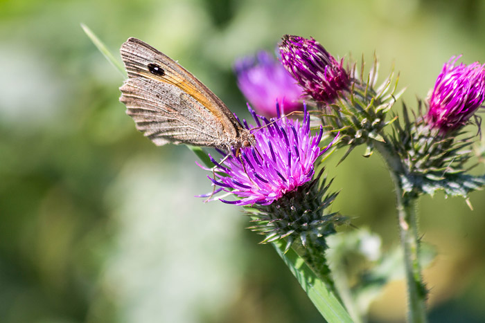 Gro&szlig;es Ochsenauge an einer Distel
