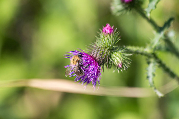 Distel mit Hummel