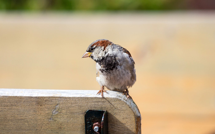 Spatzen-M&auml;nnchen im Biergarten