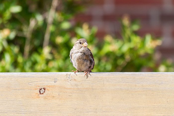 Spatz auf der Bierbank