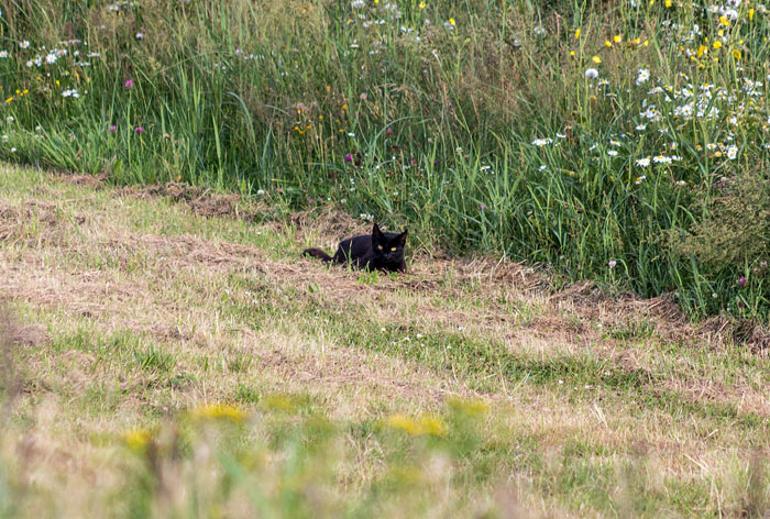 Katze am Deichfu&szlig;