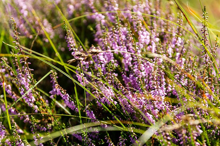 Heidekraut in den Osterdünen