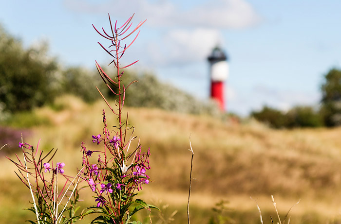 Schmalblättriges Weidenröschen