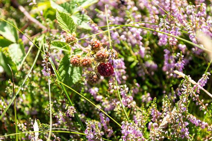 Brombeeren im Heidekraut