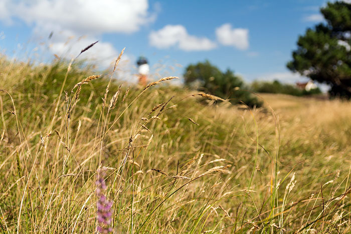 Osterd&uuml;nen im Sommer