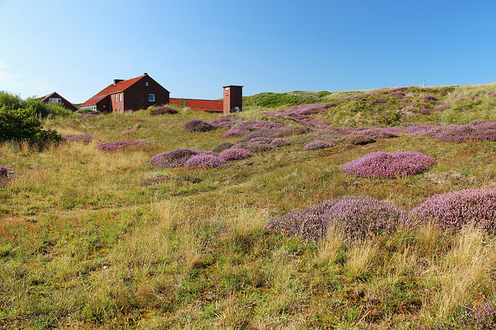 Heided&uuml;nen beim Bielefelder Heim