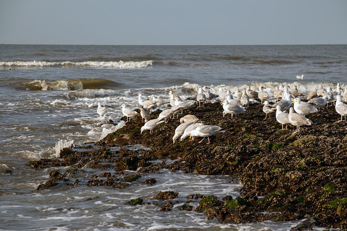 M&ouml;wen auf Buhne N