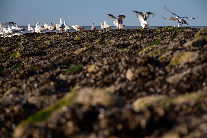 M&ouml;wen auf der Buhne