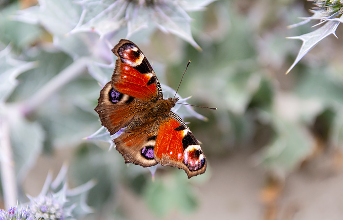 Pfauenauge aus der N&auml;he betrachtet