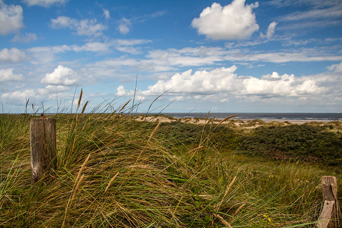 Strandhafer in den Nordostd&uuml;nen