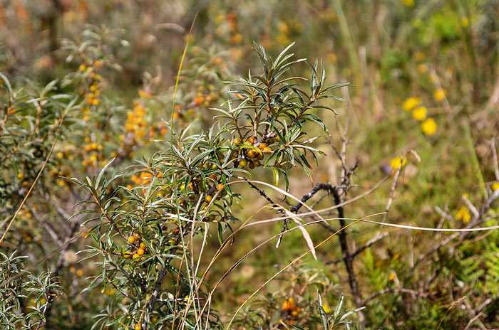Sanddorn, noch nicht ganz reif