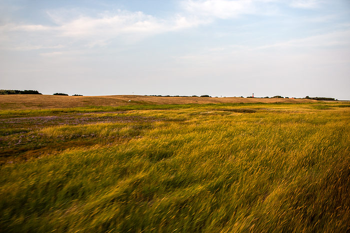 Deichvorland von der Bahn aus gesehen