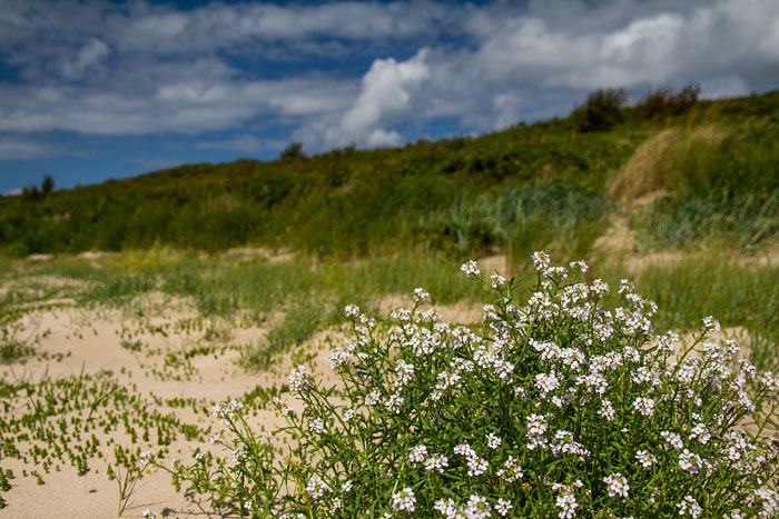 Europ&auml;ischer Meersenf