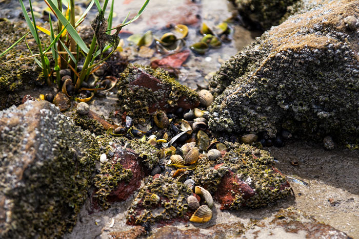 Muscheln zwischen den Steinen