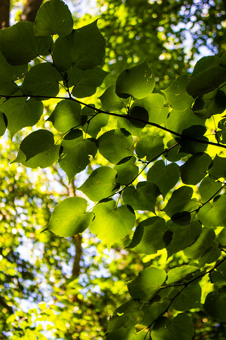Lindenbl&auml;tter von unten her gesehen